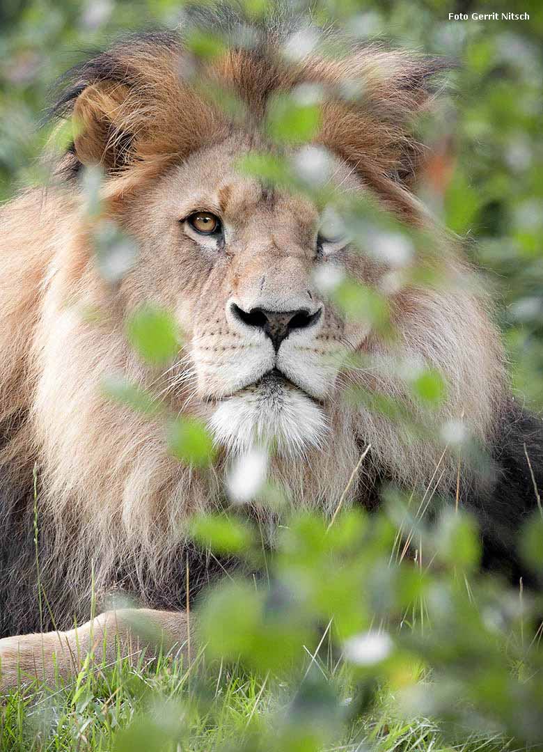 Afrikanischer Löwe am 6. August 2017 im Zoo Wuppertal (Foto Gerrit Nitsch)