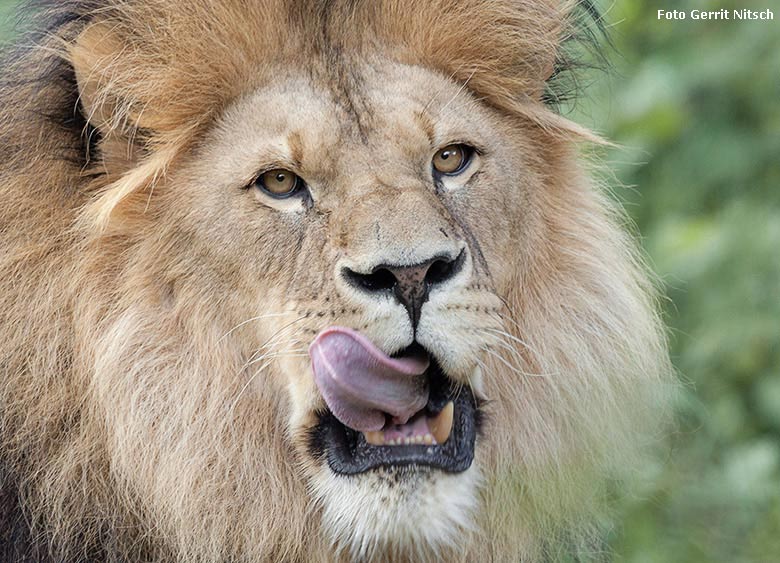 Afrikanischer Löwe am 6. August 2017 im Zoo Wuppertal (Foto Gerrit Nitsch)