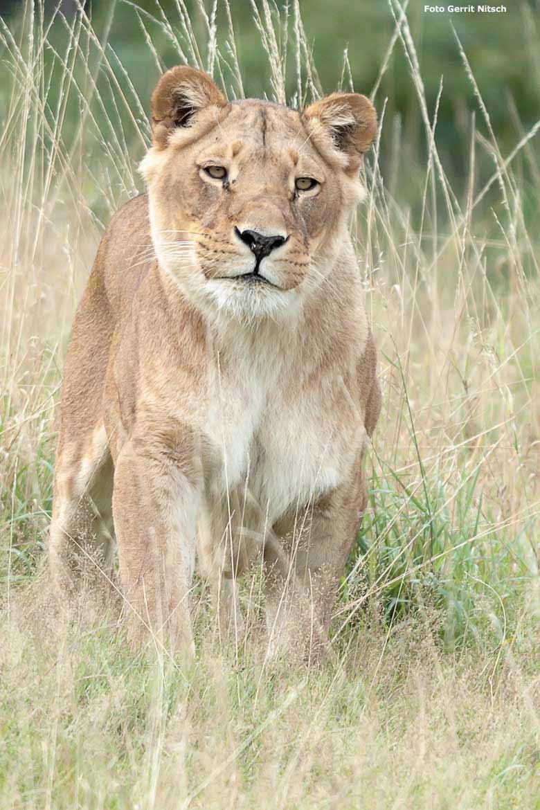 Afrikanische Löwen-Katzen MALAIKA am 9. August 2017 im hohen Gras auf der Löwen-Savanne im Wuppertaler Zoo (Foto Gerrit Nitsch)