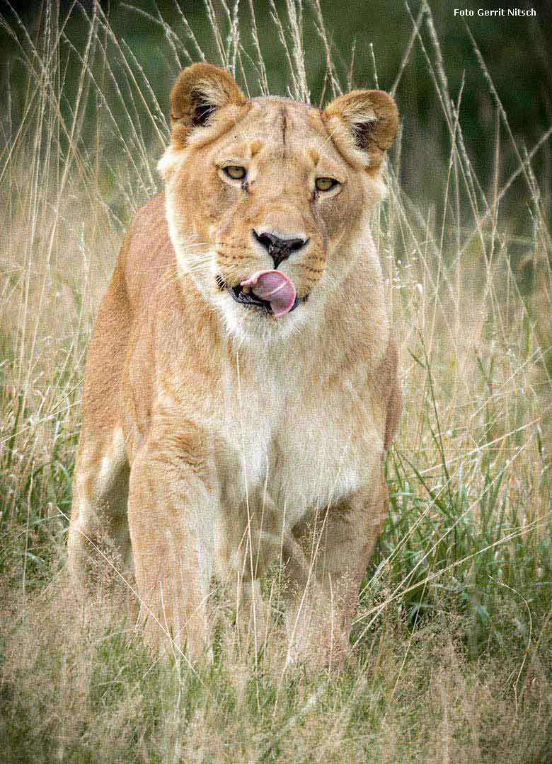 Afrikanische Löwin am 9. August 2017 im Zoo Wuppertal (Foto Gerrit Nitsch)