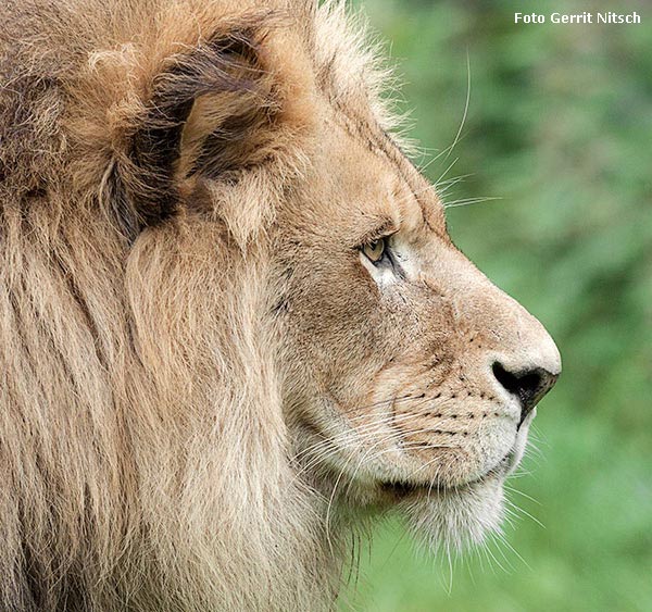 Afrikanischer Löwe am 19. August 2017 im Wuppertaler Zoo (Foto Gerrit Nitsch)