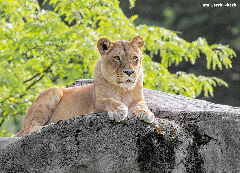 Afrikanische Löwin am 21. August 2017 im Zoo Wuppertal (Foto Gerrit Nitsch)