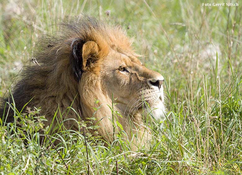 Afrikanischer Löwe am 23. August 2017 im Zoo Wuppertal (Foto Gerrit Nitsch)