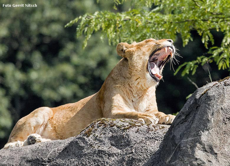 Afrikanische Löwin am 28. August 2017 im Zoo Wuppertal (Foto Gerrit Nitsch)