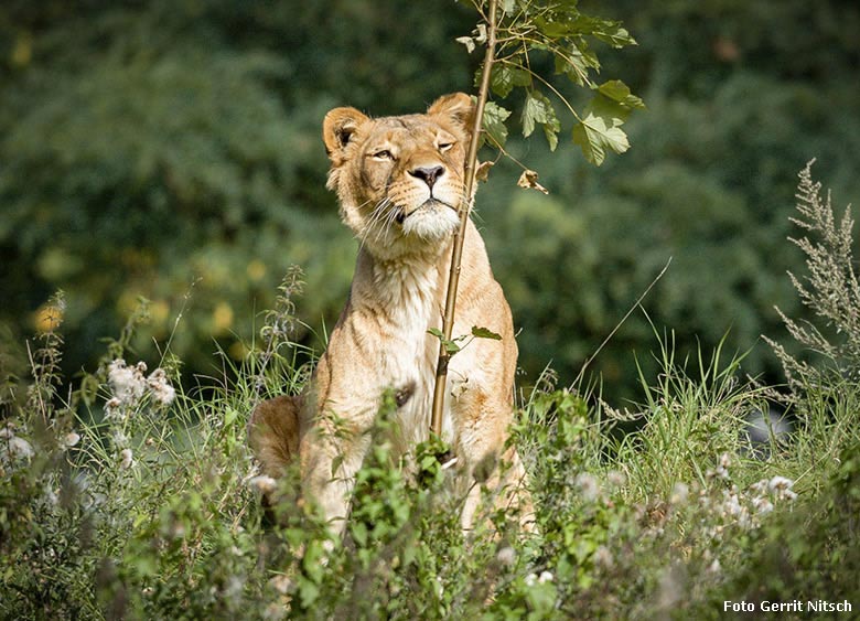 Afrikanische Löwin am 4. September 2017 im Zoo Wuppertal (Foto Gerrit Nitsch)