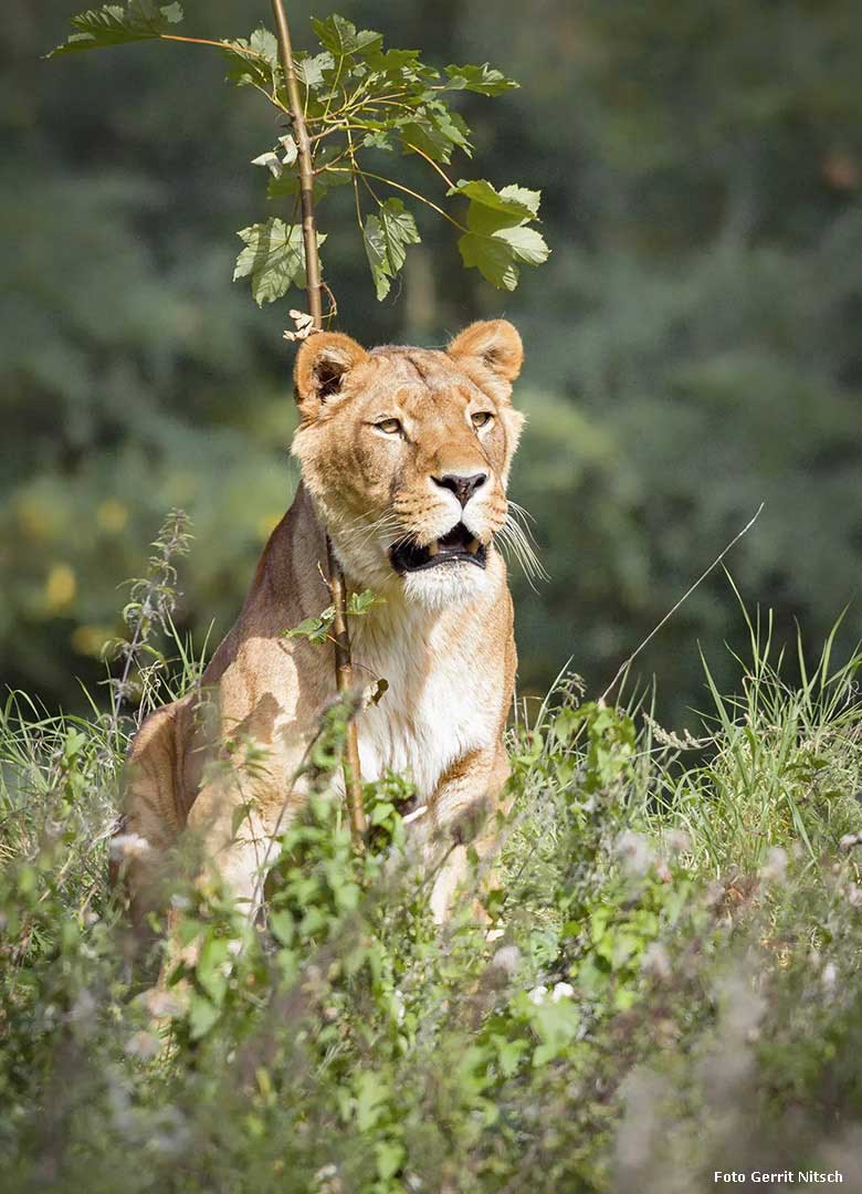 Afrikanische Löwin am 4. September 2017 im Zoo Wuppertal (Foto Gerrit Nitsch)