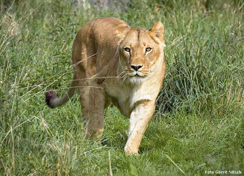 Afrikanische Löwin am 4. September 2017 im Zoo Wuppertal (Foto Gerrit Nitsch)