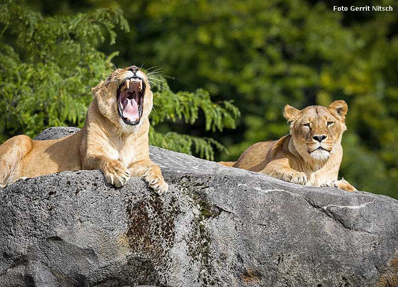 Afrikanische Löwinnen am 4. September 2017 im Zoo Wuppertal (Foto Gerrit Nitsch)