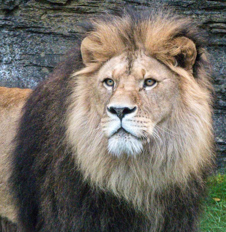 Afrikanischer Löwe am 30. Oktober 2017 im Zoo Wuppertal