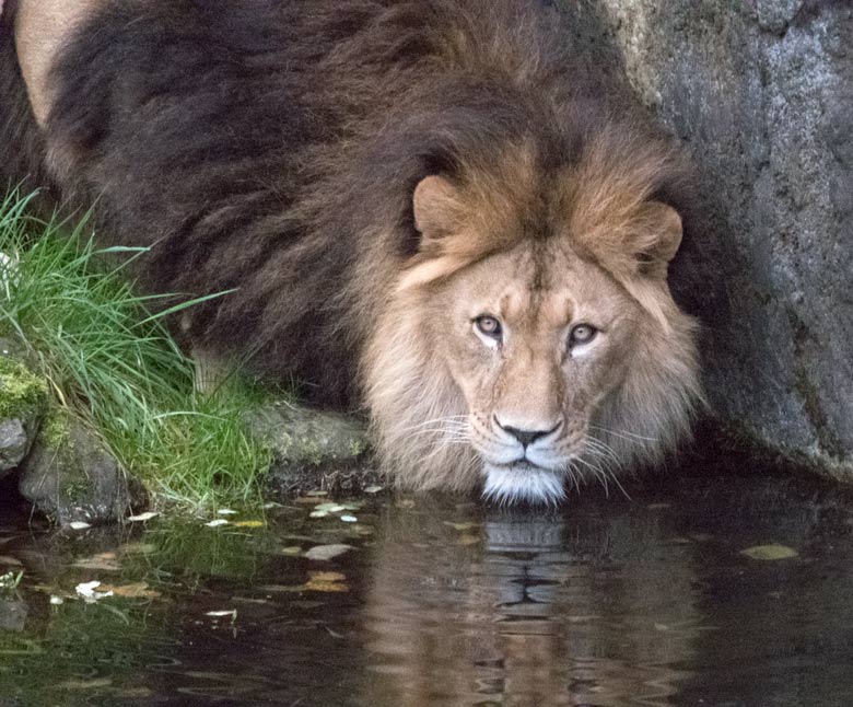 Afrikanischer Löwe am 30. Oktober 2017 im Zoologischen Garten der Stadt Wuppertal