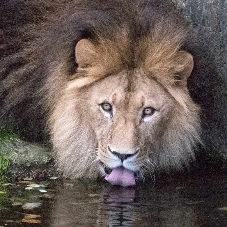 Afrikanischer Löwenkater am 30. Oktober 2017 im Wuppertaler Zoo