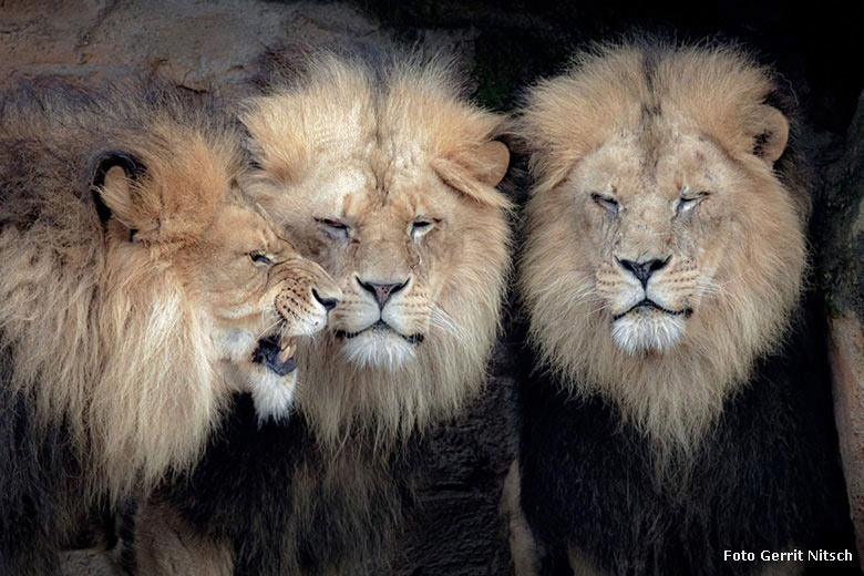 Afrikanische Löwen am 16. Dezember 2017 im Zoologischen Garten der Stadt Wuppertal (Foto Gerrit Nitsch)