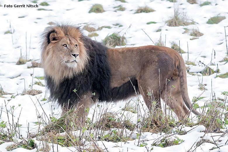 Afrikanischer Löwenkater am 16. Dezember 2017 im Zoo Wuppertal (Foto Gerrit Nitsch)