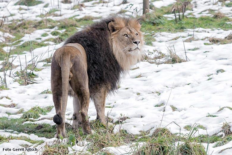 Afrikanischer Löwenkater am 16. Dezember 2017 im Grünen Zoo Wuppertal (Foto Gerrit Nitsch)