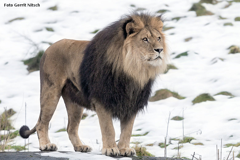 Afrikanischer Löwenkater am 16. Dezember 2017 im Wuppertaler Zoo (Foto Gerrit Nitsch)