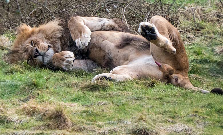 Afrikanischer Löwe am 11. Januar 2018 auf der Löwen-Savanne im Zoo Wuppertal