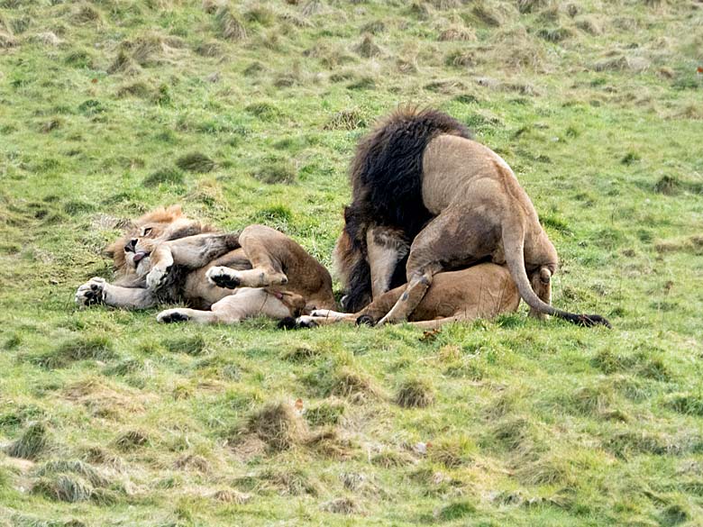 Afrikanische Löwen am 11. Januar 2018 auf der Löwen-Savanne im Grünen Zoo Wuppertal