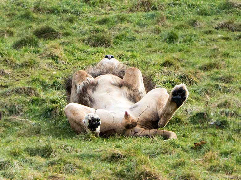 Afrikanischer Löwe am 11. Januar 2018 auf der Löwen-Savanne im Wuppertaler Zoo