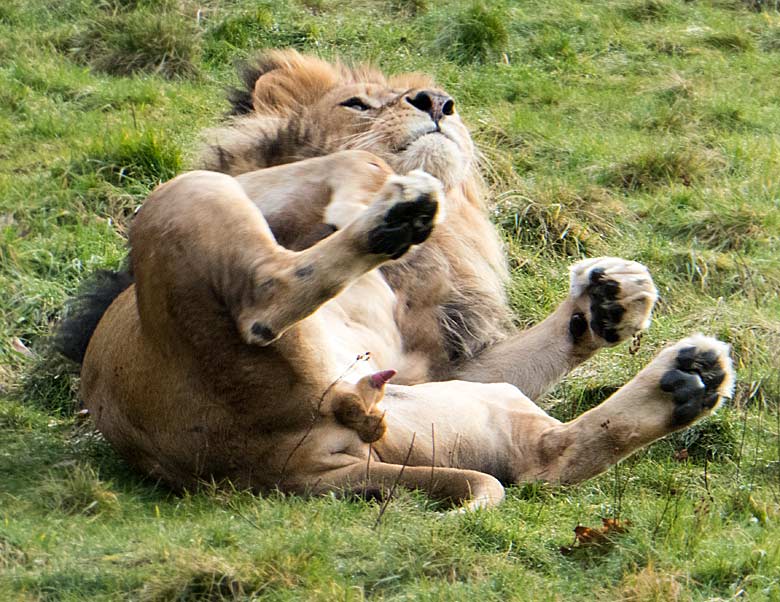 Afrikanischer Löwe am 11. Januar 2018 auf der Löwen-Savanne im Zoologischen Garten Wuppertal