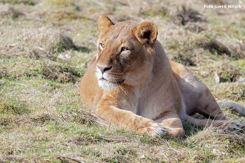 Afrikanische Löwin am 24. März 2018 auf der Löwensavanne im Grünen Zoo Wuppertal (Foto Gerrit Nitsch)