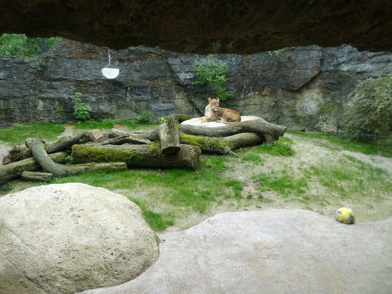 Afrikanische Löwin LUENA am 11. Mai 2018 auf der Mini-Außenanlage am Löwenhaus im Grünen Zoo Wuppertal