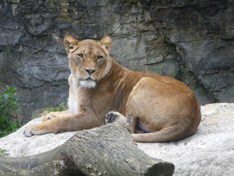 Afrikanische Löwin LUENA am 11. Mai 2018 auf der Mini-Außenanlage am Löwenhaus im Wuppertaler Zoo