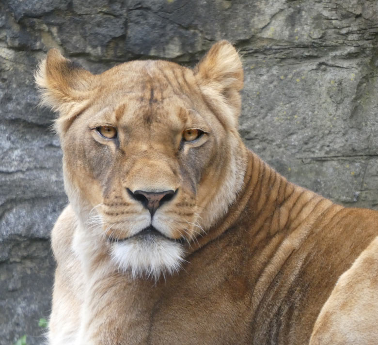 Afrikanische Löwin LUENA am 11. Mai 2018 auf der Mini-Außenanlage am Löwenhaus im Zoologischen Garten Wuppertal