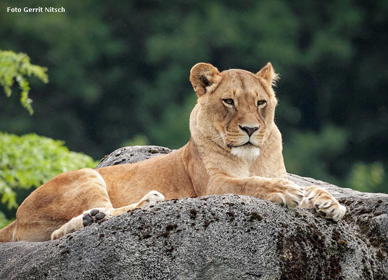 Afrikanische Löwenkatze am 23. Mai 2018 auf der Besucherhöhle im Zoo Wuppertal (Foto Gerrit Nitsch)