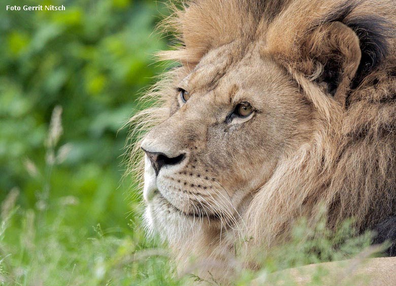 Afrikanischer Löwenkater am 23. Mai 2018 auf der Löwensavanne im Wuppertaler Zoo (Foto Gerrit Nitsch)