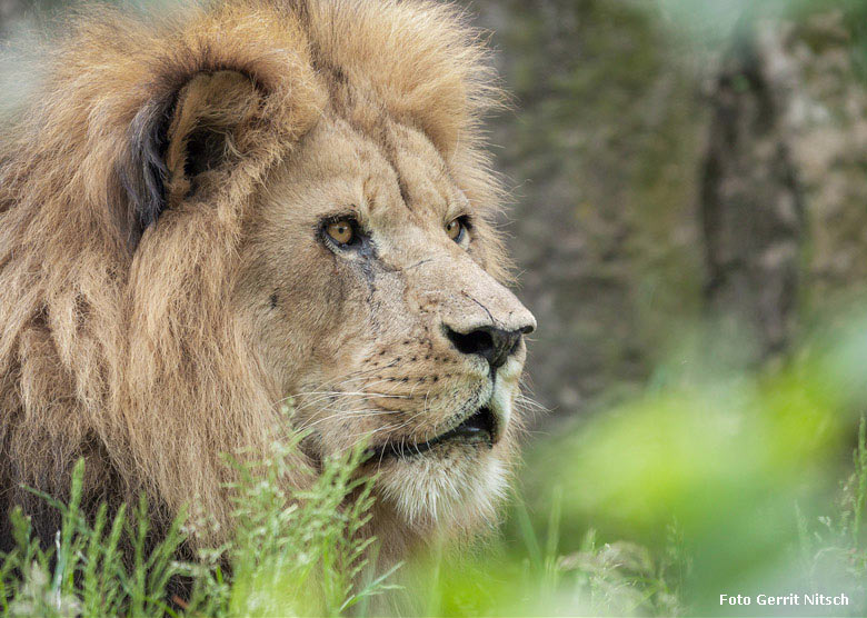 Afrikanischer Löwe am 23. Mai 2018 auf der Löwensavanne im Zoologischen Garten der Stadt Wuppertal (Foto Gerrit Nitsch)