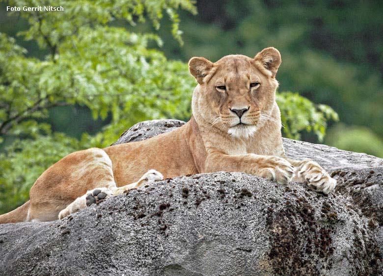 Afrikanische Löwin am 23. Mai 2018 auf der Besucherhöhle im Zoologischen Garten Wuppertal (Foto Gerrit Nitsch)