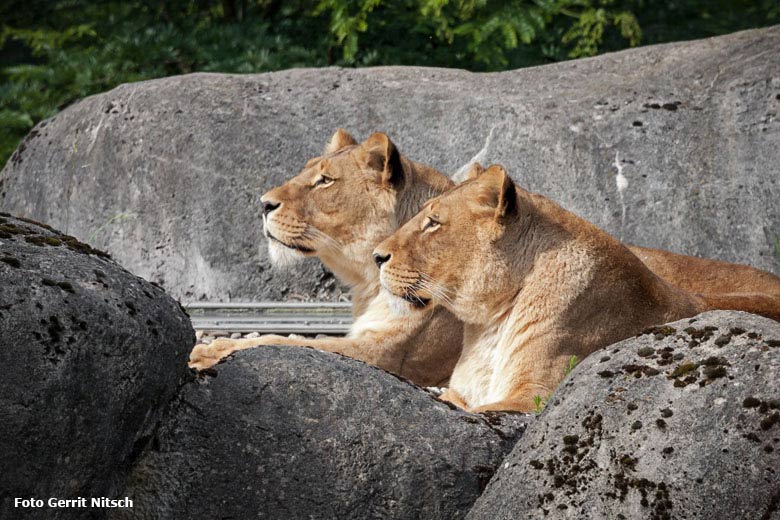 Afrikanische Löwen-Katzen am 3. Juni 2018 auf dem Dach der Besucherhöhle im Wuppertaler Zoo (Foto Gerrit Nitsch)