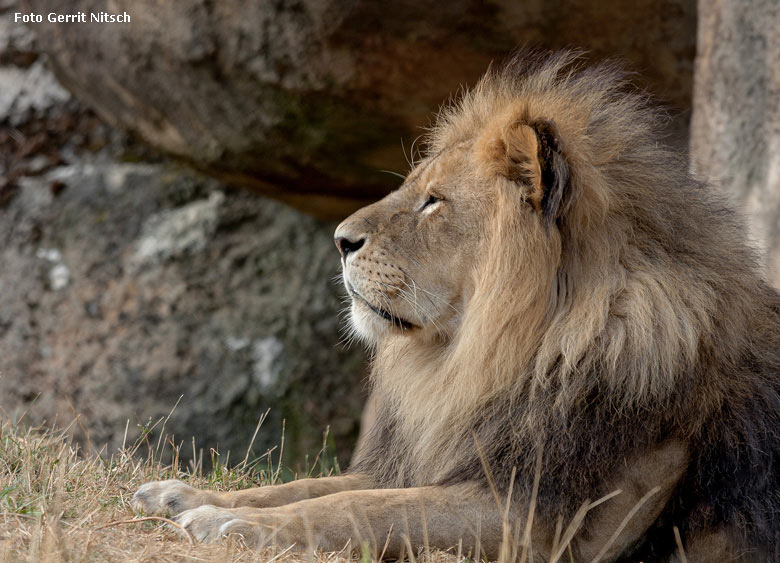 Afrikanischer Löwen-Kater am 1. August 2018 auf der Löwensavanne im Zoologischen Garten Wuppertal (Foto Gerrit Nitsch)