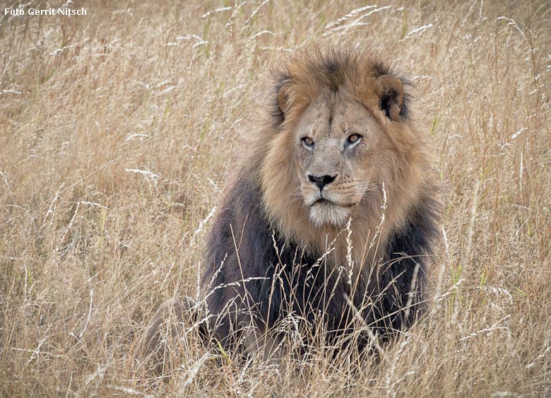 Afrikanischer Löwen-Kater am 1. August 2018 auf der Löwensavanne im Grünen Zoo Wuppertal (Foto Gerrit Nitsch)