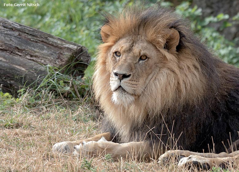 Afrikanischer Löwen-Kater am 1. August 2018 auf der Löwensavanne im Zoo Wuppertal (Foto Gerrit Nitsch)