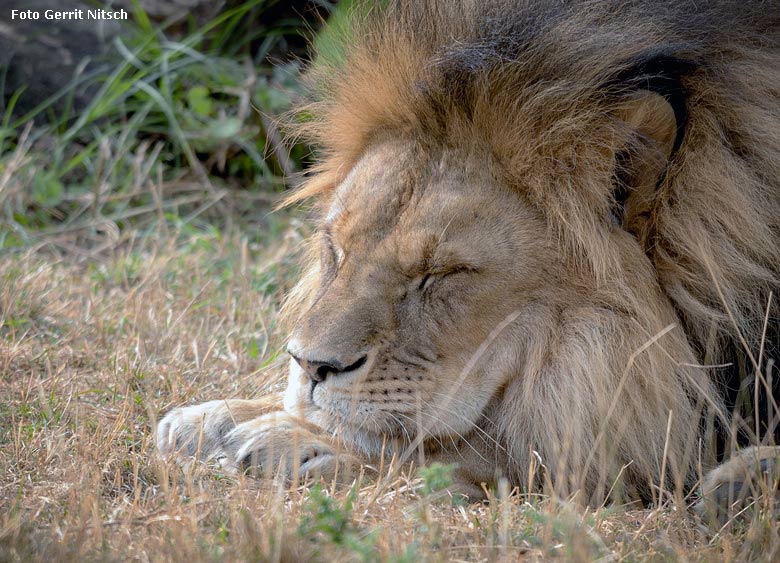 Afrikanischer Löwen-Kater am 1. August 2018 auf der Löwensavanne im Wuppertaler Zoo (Foto Gerrit Nitsch)