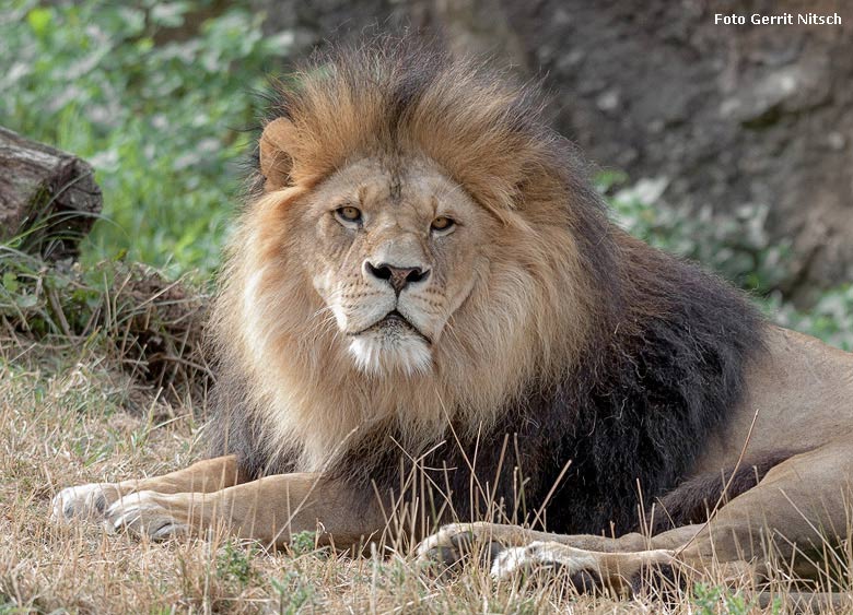 Afrikanischer Löwen-Kater am 1. August 2018 auf der Löwensavanne im Zoologischen Garten der Stadt Wuppertal (Foto Gerrit Nitsch)