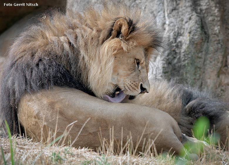 Afrikanischer Löwen-Kater am 1. August 2018 auf der Löwensavanne im Grünen Zoo Wuppertal (Foto Gerrit Nitsch)