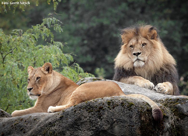 Afrikanischer Löwen-Kater am 8. August 2018 auf dem Löwenfelsen im Grünen Zoo Wuppertal (Foto Gerrit Nitsch)