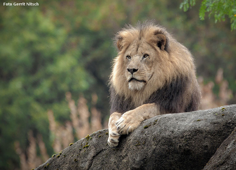 Afrikanischer Löwen-Kater am 8. August 2018 auf dem Löwenfelsen im Zoologischen Garten Wuppertal (Foto Gerrit Nitsch)