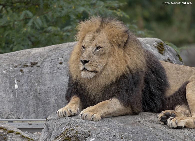 Afrikanischer Löwen-Kater am 8. August 2018 auf dem Löwenfelsen im Wuppertaler Zoo (Foto Gerrit Nitsch)