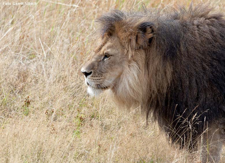 Afrikanischer Löwen-Kater am 8. August 2018 auf der Löwensavanne im Zoo Wuppertal (Foto Gerrit Nitsch)