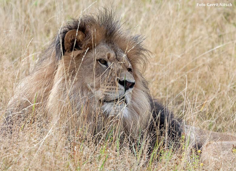 Afrikanischer Löwen-Kater am 8. August 2018 auf der Löwensavanne im Grünen Zoo Wuppertal (Foto Gerrit Nitsch)