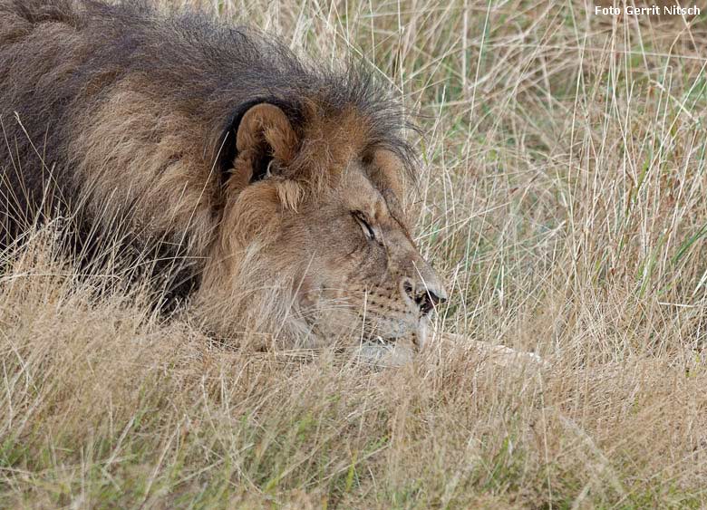 Afrikanischer Löwen-Kater am 8. August 2018 auf der Löwensavanne im Zoologischen Garten der Stadt Wuppertal (Foto Gerrit Nitsch)