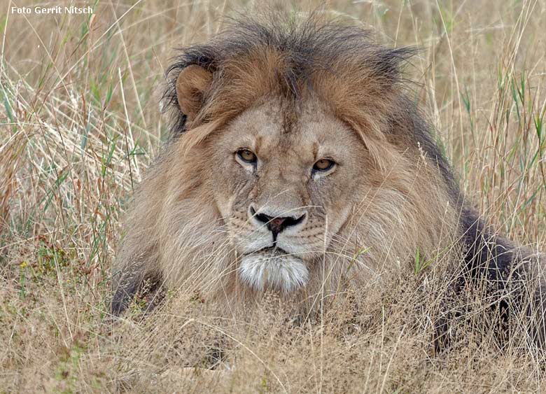 Afrikanischer Löwen-Kater am 8. August 2018 auf der Löwensavanne im Wuppertaler Zoo (Foto Gerrit Nitsch)