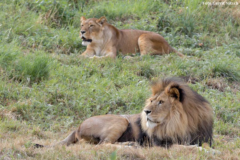 Afrikanische Löwen am 10. August 2018 auf der Außenanlage im Grünen Zoo Wuppertal (Foto Gerrit Nitsch)