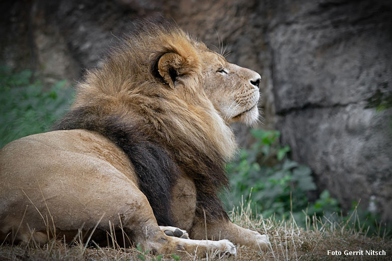 Afrikanischer Löwe am 10. August 2018 auf der Außenanlage im Zoo Wuppertal (Foto Gerrit Nitsch)