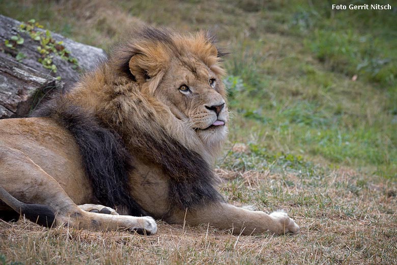 Afrikanischer Löwe am 10. August 2018 auf der Außenanlage im Wuppertaler Zoo (Foto Gerrit Nitsch)