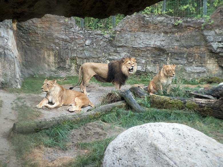 Afrikanische Löwen am 14. August 2018 auf der Mini-Außenanlage am Löwenhaus im Grünen Zoo Wuppertal