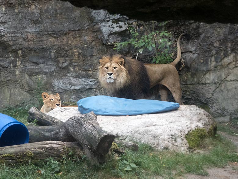 Afrikanische Löwen am 14. August 2018 auf der Mini-Außenanlage am Löwenhaus im Zoo Wuppertal